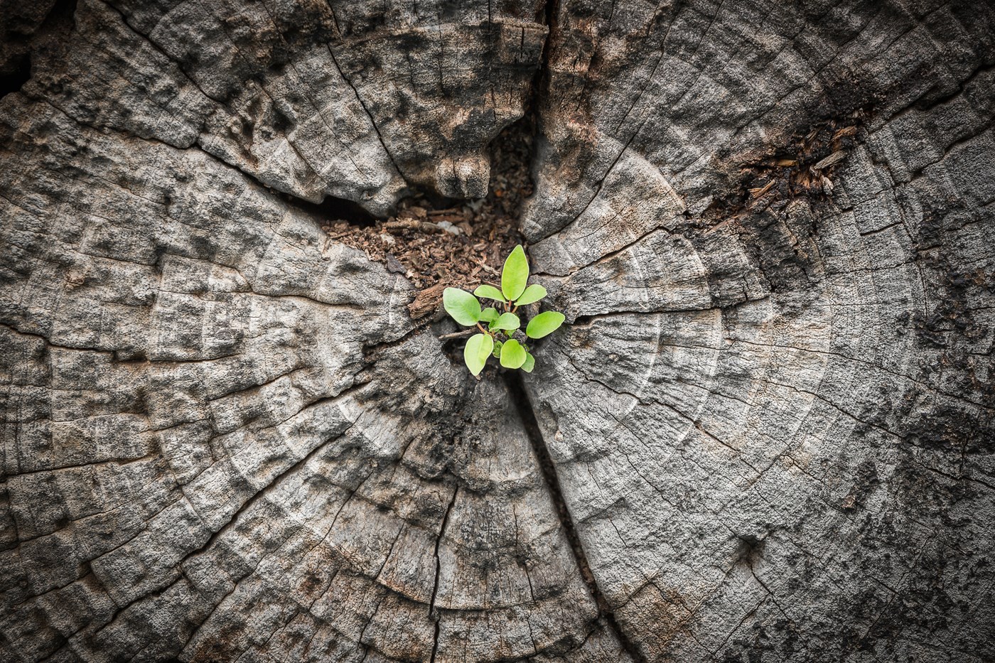 Sankofa is the new name for the fund range previously managed under Dominion. Following a change of investment manager in September 2026, the funds are now managed by Tom Dobell and David Williams. 